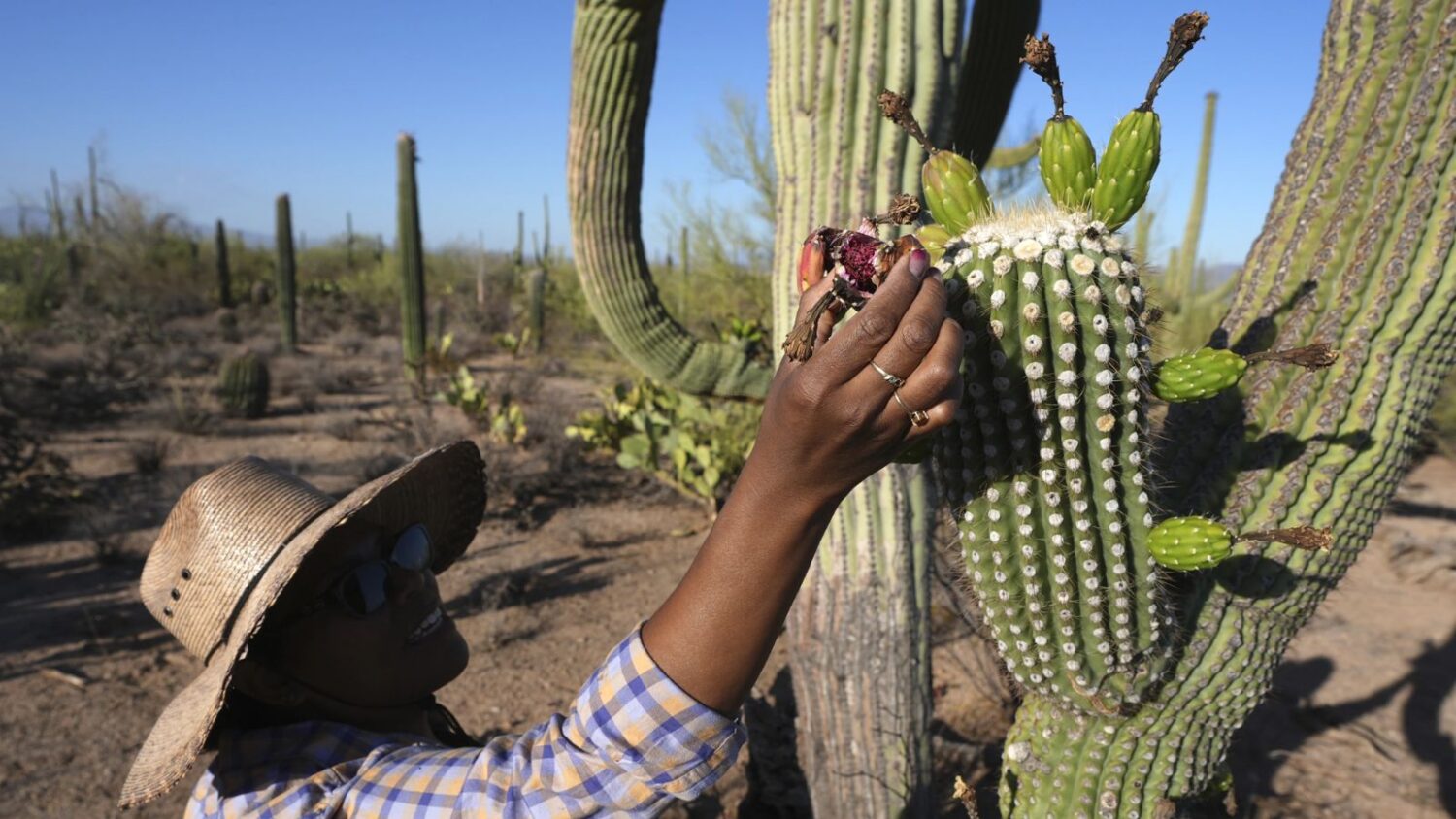 saguaro cactus is the iconic plant of the Arizona borderlands...