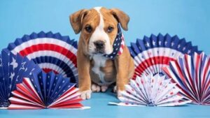 Arizona Humane Society offers tips on what to do if your pet gets lost on 4th of July