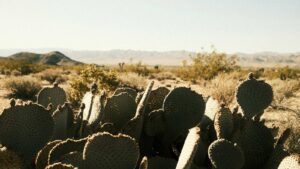 With record highs possible in Phoenix this week, authorities issue extreme heat warning