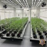 A massive illegal marijuana operation was uncovered in east Phoenix