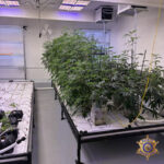 illegal marijuana operation plants