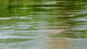 Man drowns while helping rescue 2 children from Colorado River in Arizona