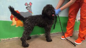 Maricopa County couple arrested in animal abuse case, 2 Goldendoodles starved to death