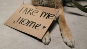 Maricopa County shelters offering free dog adoptions Aug. 2-10