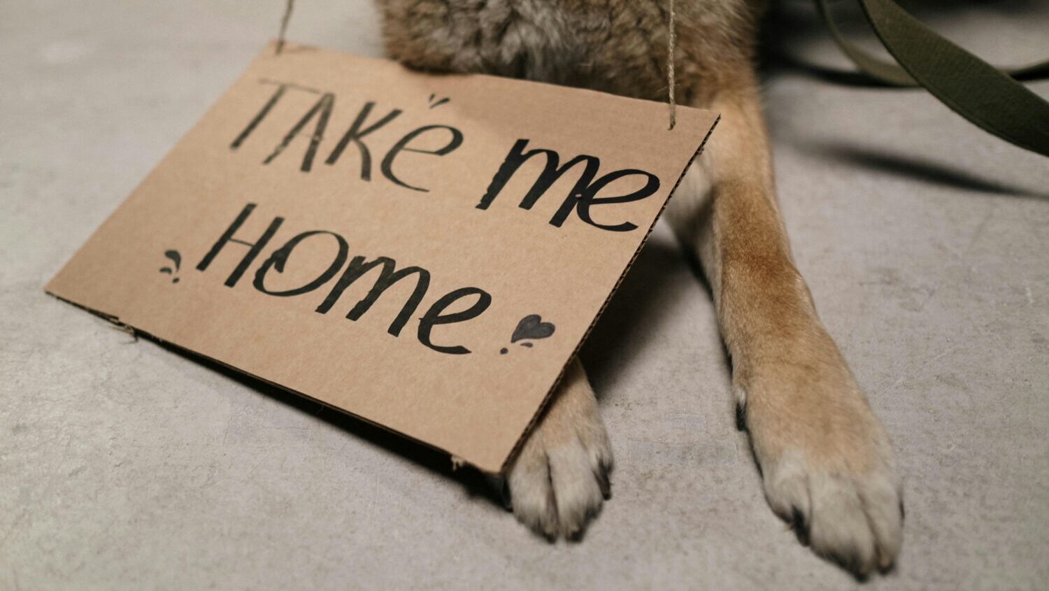 Maricopa County's animal shelters will be offering free dog adoptions starting on Saturday....