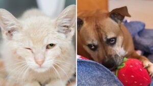 ‘It’s scary for animals in the Valley,’ nonprofit leader says of rise in violent animal abuse