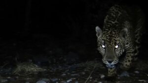 5 new jaguar detections confirmed in southern Arizona