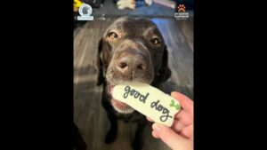AHS receives grant to help struggling owners care for senior dogs
