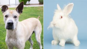 Arizona Humane Society offers free adoptions for big dogs, small critters this weekend