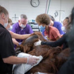 (Phoenix Zoo photo)