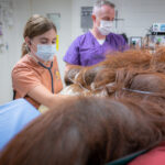 Michael, an orangutan from the Phoenix Zoo, undergoes surgery for cancer. (Phoenix Zoo photo)