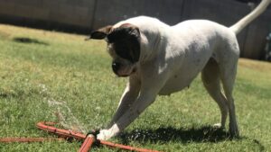 Rescue dog from Mesa receives one of the first Barkademy Awards