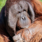 Picture of Michael, a Bornean orangutan that lives at the Phoenix Zoo. (Phoenix Zoo photo)
