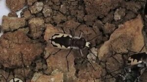Conservation group seeks Endangered Species Act protections for Arizona beetle