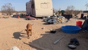 Suspect arrested in Tonopah animal neglect case where 12 dogs were rescued