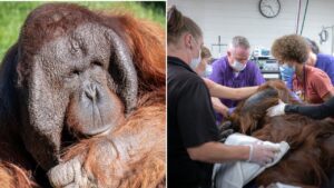 Phoenix Zoo orangutan undergoes 2nd surgery for extremely rare form of cancer