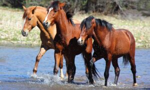 Scottsdale aims to relocate wild horses from Salt River to McDowell Sonoran Preserve