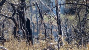 Crews wrapping up suppression efforts on 1 northern Arizona wildfire