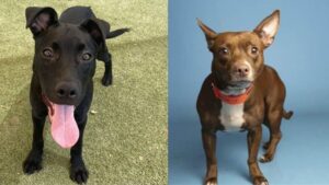 2 major Valley animal rescue groups offering free adoption deals over weekend