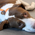 Kit lays on the ground after being impaled on a metal fence. (Screenshot from Arizona Humane Society video)