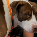 Kit, a dog who was impaled on a metal fence being cared for post-surgery. (Screenshot from Arizona Humane Society video)