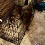 Dozens of dogs were rescued from an alleged West Valley puppy mill. (MCSO photo)