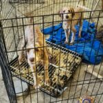 Dozens of dogs were rescued from an alleged West Valley puppy mill. (MCSO photo)
