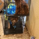 Dozens of dogs were rescued from an alleged West Valley puppy mill. (MCSO photo)