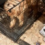 Dozens of dogs were rescued from an alleged West Valley puppy mill. (MCSO photo)