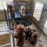 Dozens of dogs were rescued from an alleged West Valley puppy mill. (MCSO photo)