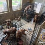 Dozens of dogs were rescued from an alleged West Valley puppy mill. (MCSO photo)