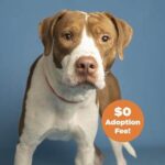 The Arizona Humane Society is waiving the adoption fee for Kit. (Arizona Humane Society photo)