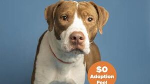 Valley dog who was impaled on fence now looking for 'furever' home