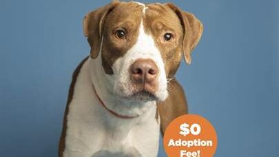Kit, an American Pit Bull Terrier who was impaled on a metal fence in July, is now up for adoption....
