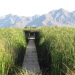 The Tres Rios Wetlands cover nearly 700 acres near 91st Avenue just north of the Salt River. (City of Phoenix photo)