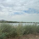 The Tres Rios Wetlands cover nearly 700 acres near 91st Avenue just north of the Salt River. (KTAR News photo/Heidi Hommel)
