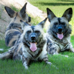 African wild dogs are known for their unique coats and social nature. (WWZ photo)