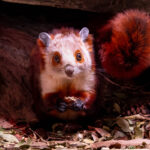 Wildlife World Zoo is the only public zoo in the U.S. to have red and white giant flying squirrels. (WWZ photo)
