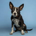 Claire, a puppy who was severely burned, was recently adopted. (AHS photo)