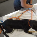 Claire was treated at the Lazin Animal Foundation Trauma Hospital in Phoenix. (AHS photo)