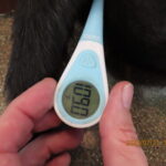 A thermometer shows Claire's body temperature, which reached 109 degrees. (AHS photo)