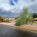 High winds toppled a tree near Rural and Elliot roads in Tempe. (Brian Gobster photo)