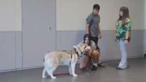 Arizona Humane Society fosters military members' pets through Project Active Duty