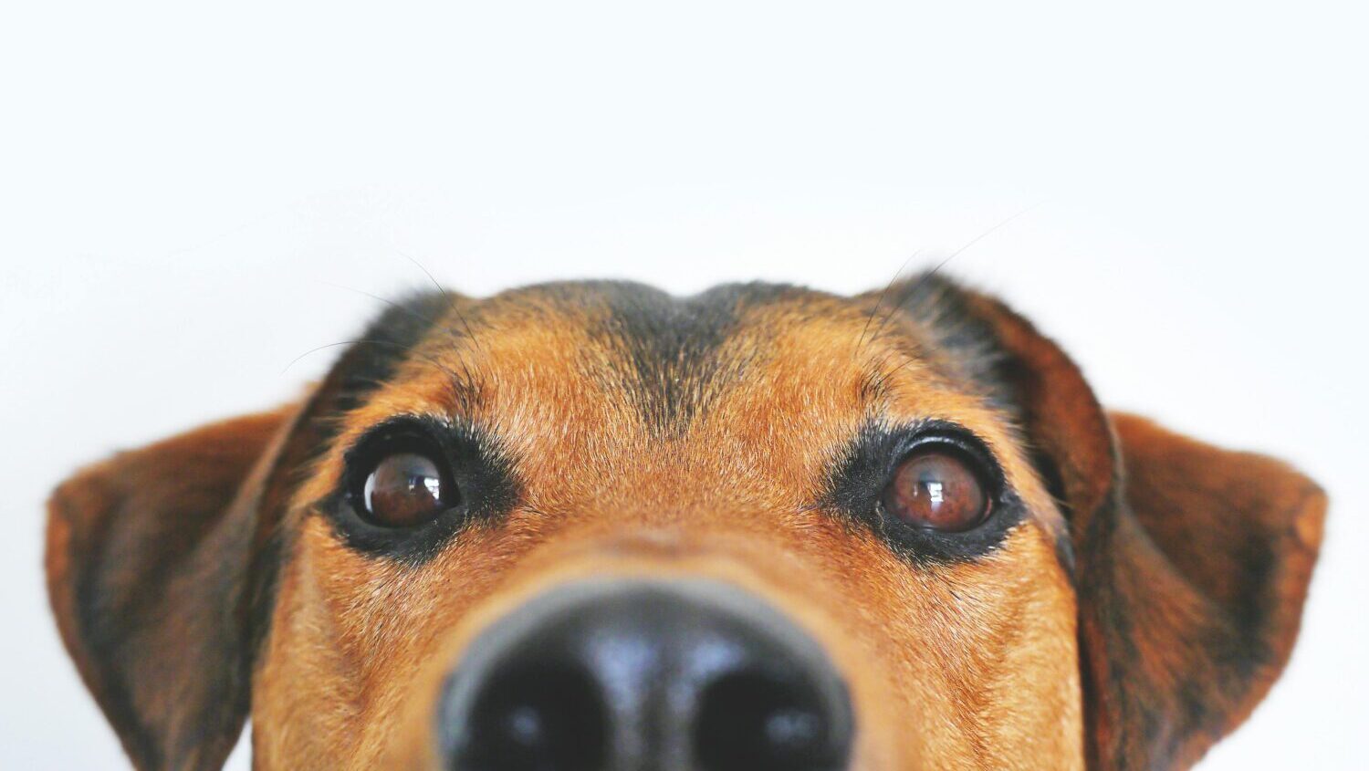 The Arizona Animal Welfare League and Maricopa County Animal Care & Control are offering free adopt...