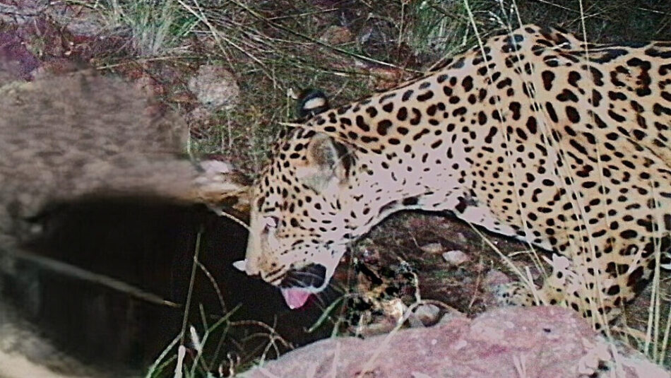 Researchers knew they had a new jaguar on their hands after reviewing images captured by a remote c...