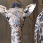 The Phoenix Zoo announced the name of its new female Masai giraffe on Tuesday.
