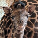 The Phoenix Zoo announced the name of its new female Masai giraffe on Tuesday.