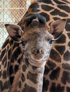 Phoenix Zoo announces name of baby giraffe