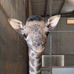 A yet-to-be-named female baby giraffe was born at the Phoenix Zoo on Nov. 16. (Phoenix Zoo photo)