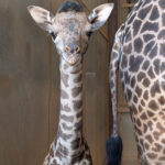 A yet-to-be-named female baby giraffe was born at the Phoenix Zoo on Nov. 16. (Phoenix Zoo photo)